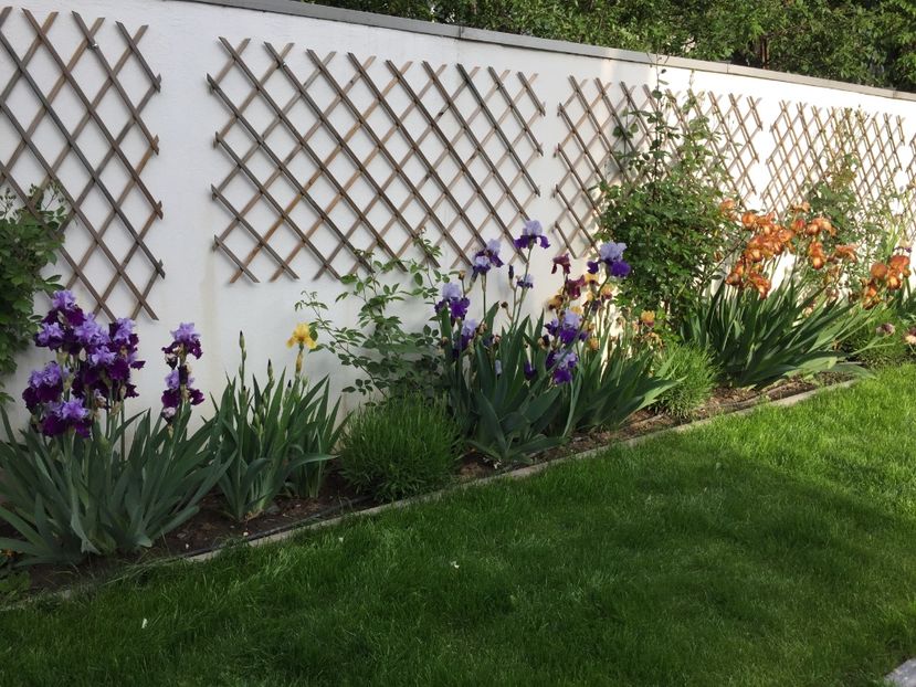 A215BE65-F941-44D8-B666-0BD82D466372 - GRADINA 2019