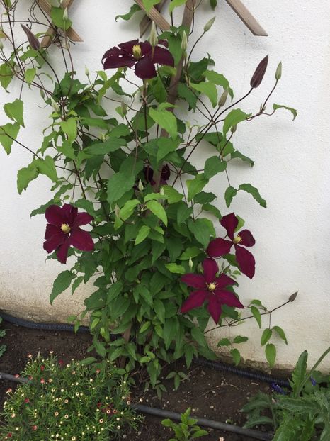 09362141-42E8-4DA0-A532-6EEE71EC7983 - GRADINA 2019