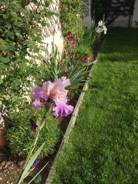 2B0B6E58-BF1A-49F3-B93F-9B6898B35C2F - GRADINA 2019