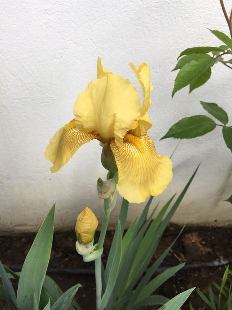 3710E15B-AB2C-4852-AA00-908588BEB9C9 - GRADINA 2019