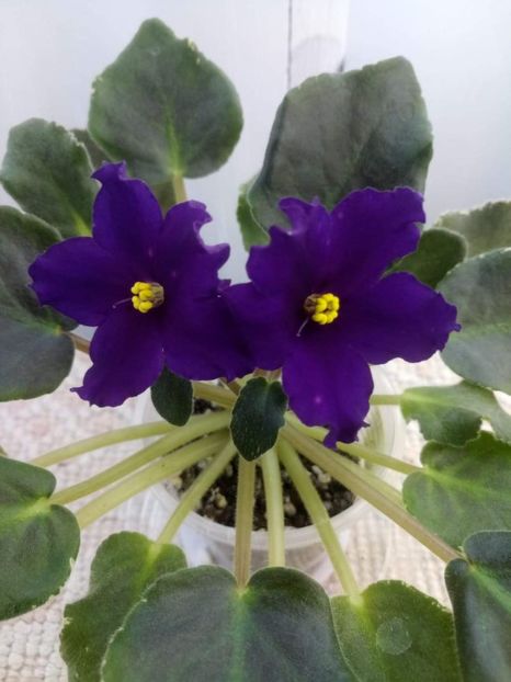 11 mai - ZZ LE Yuzhnaya Noch - LE South Night