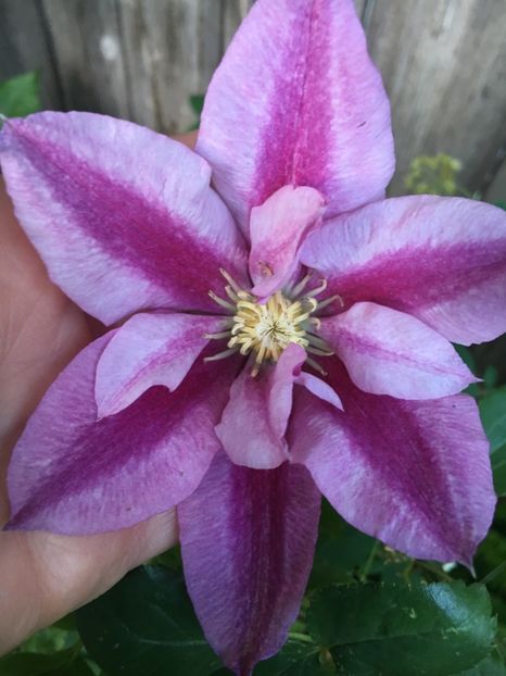 05463A80-534E-499C-A5FE-0CA4BCB473CC - Clematite 2019