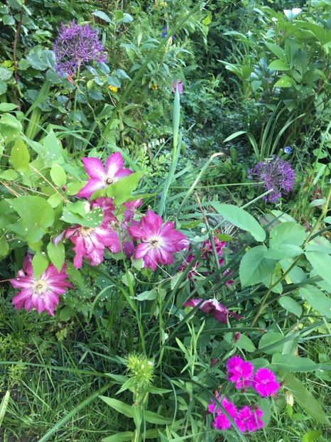 113837E7-B9BA-45A2-B849-C280CC4034AB - Clematite 2019