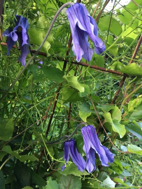 93BD61D0-3604-4814-A5F3-92D34EFBB74F - Clematite 2019