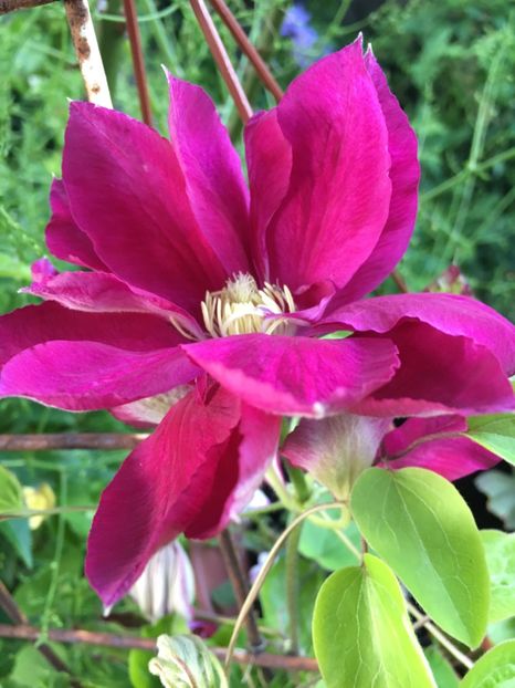 860AEB4E-449F-49F6-A561-82A3550EC88A - Clematite 2019