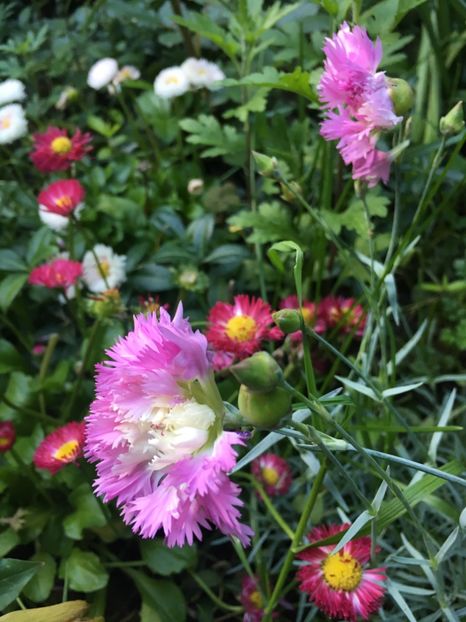 D29BD7FF-9EBB-4E0E-9DD3-5C26D09D44CC - Garofițe 2019