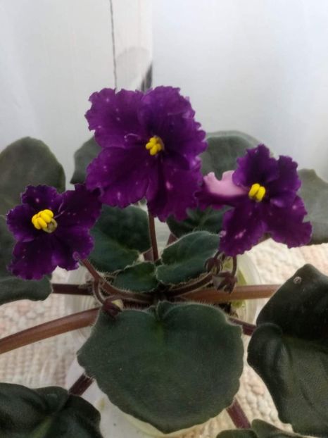 11 mai - Making Waves