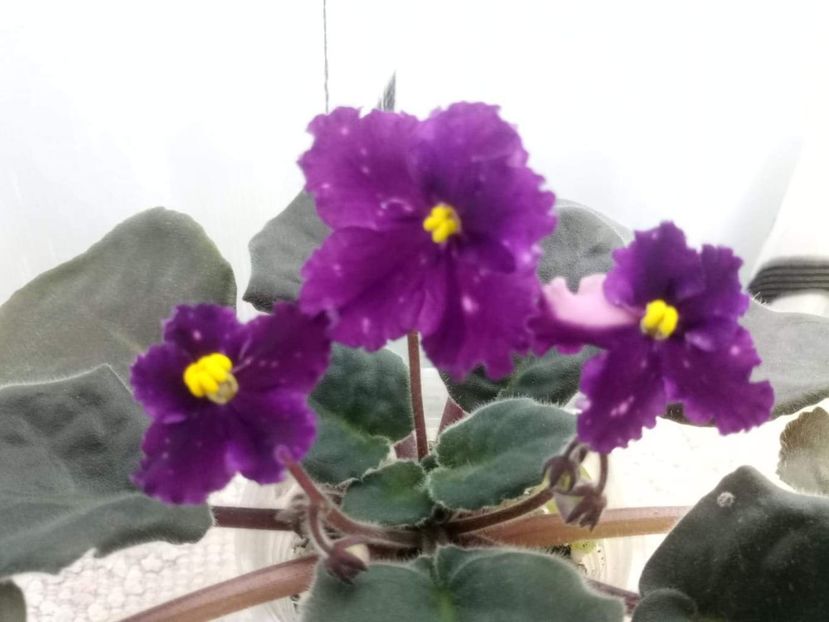 11 mai - Making Waves