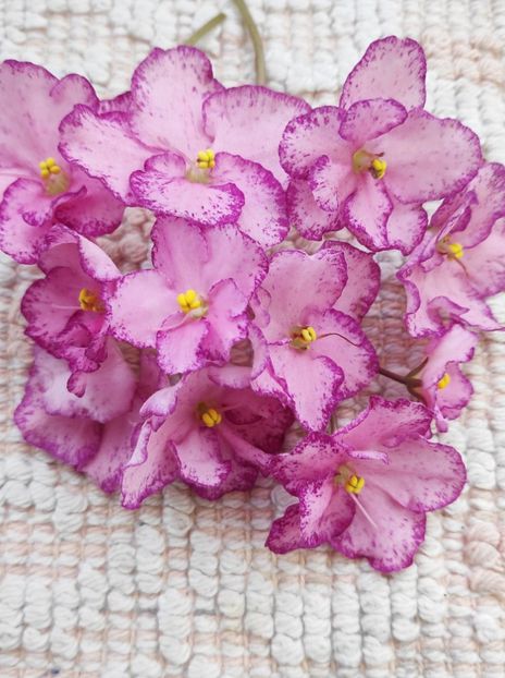 5 mai - ZZ Buckeye Cherry Topping