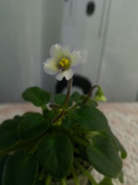 27 apr - Senk s Alchemy Yellow Bells