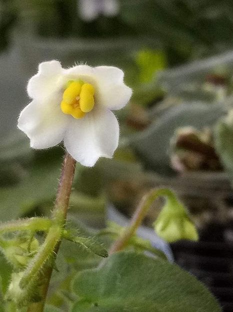 27apr - Senk s Alchemy Yellow Bells