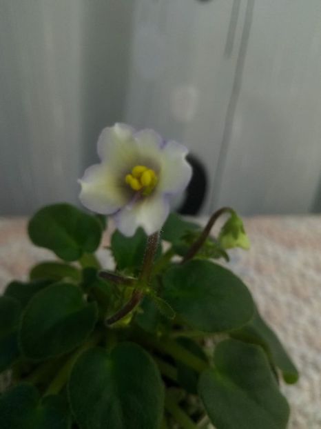 27apr - Senk s Alchemy Yellow Bells