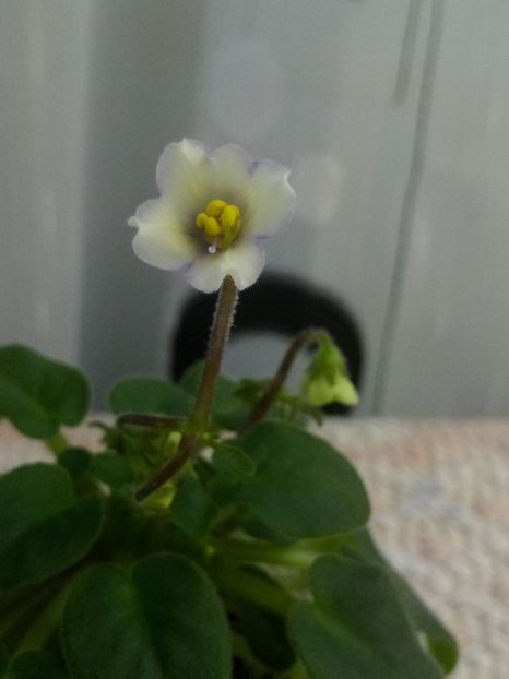 27apr - Senk s Alchemy Yellow Bells