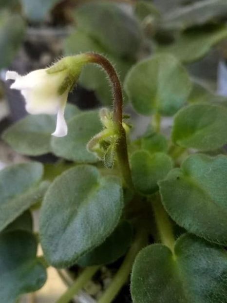 27apr - Senk s Alchemy Yellow Bells