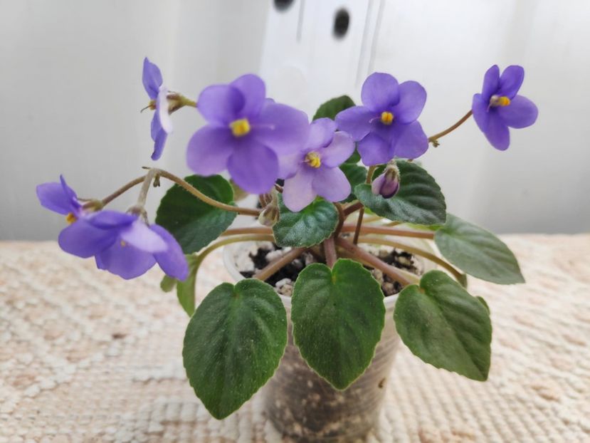 5 mai - Frosted Fantasy sport