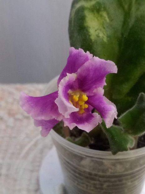 11 mai - ZZ EK Skazochniy Iris - EK Fairy Iris