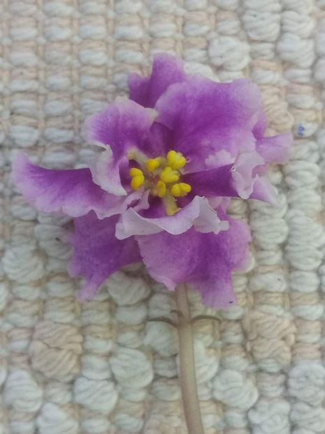 11 mai - ZZ EK Skazochniy Iris - EK Fairy Iris