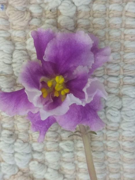 11 mai - ZZ EK Skazochniy Iris - EK Fairy Iris