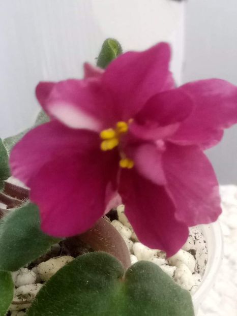 11 mai - ZZ PT Krasny Pion