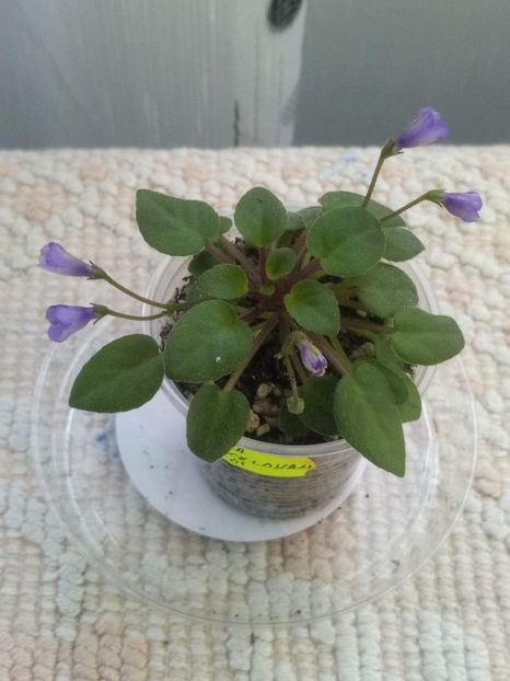 11 mai - ZZ Lilla Blacklokan