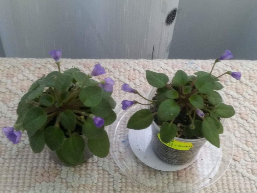 11 mai - ZZ Lilla Blacklokan