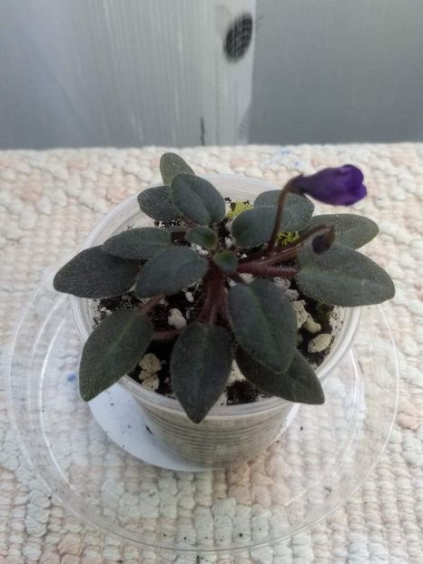 11 mai - Vallarta Campanas Moradas