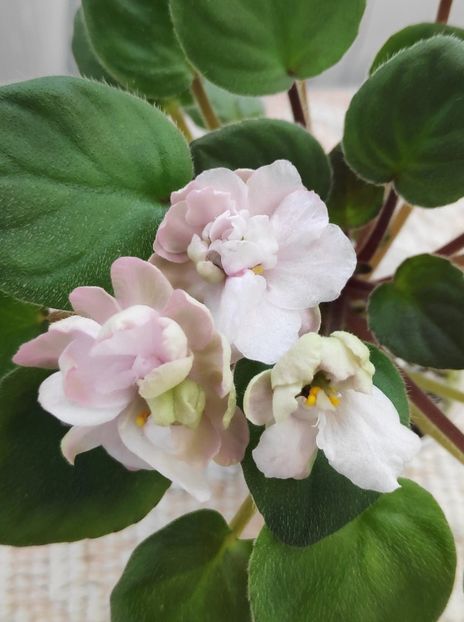 5 mai - Pink Mint