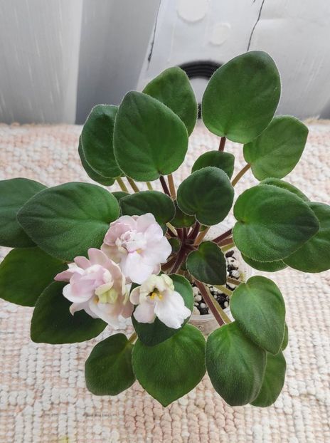 5 mai - Pink Mint