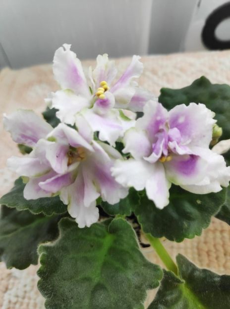 5 mai - ZZ RS Dikij Les