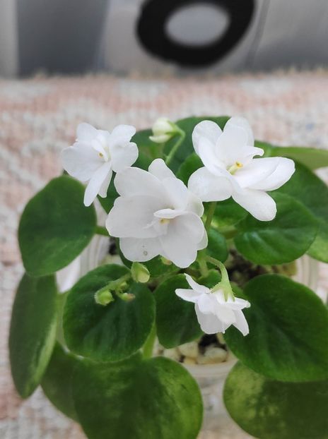 5 mai - Ramblin Silver