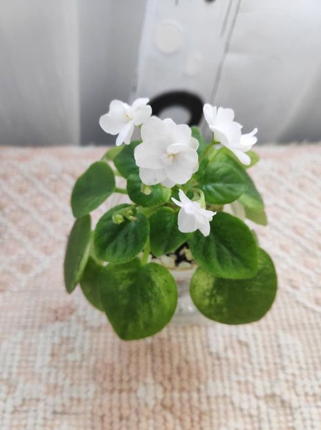 5 mai - Ramblin Silver