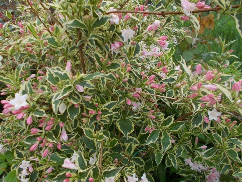  - 2019 Flori de gradina