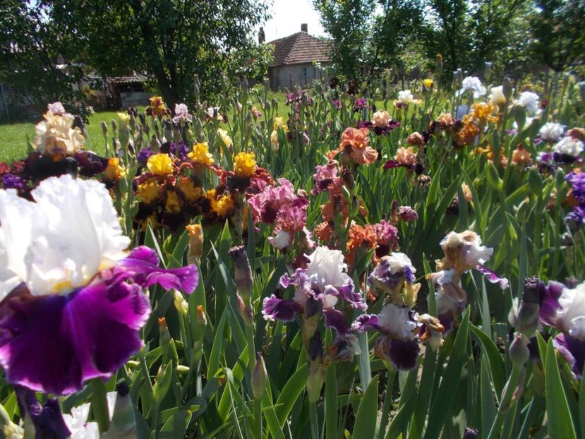  - 2019 Flori de gradina