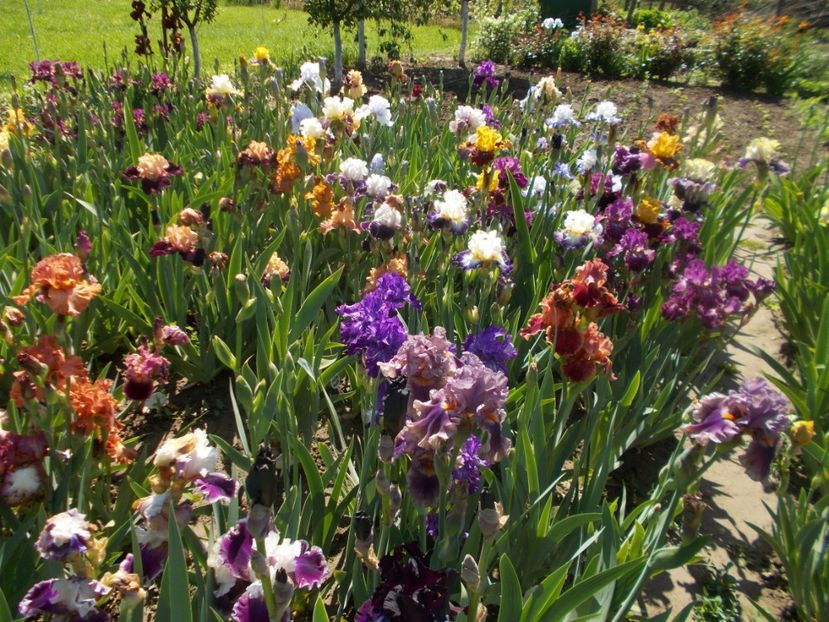  - 2019 Flori de gradina