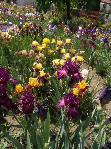  - 2019 Flori de gradina