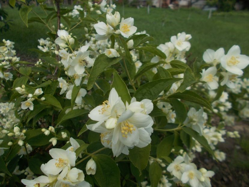  - 2019 Flori de gradina