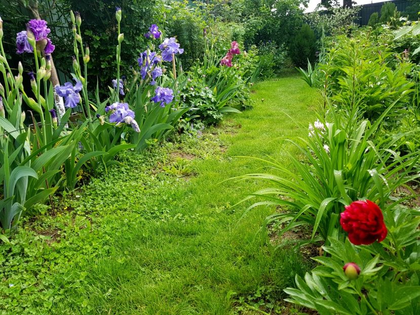  - 2019 Mai Idilic Garden