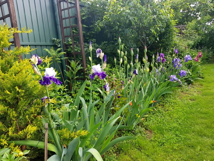  - 2019 Mai Idilic Garden