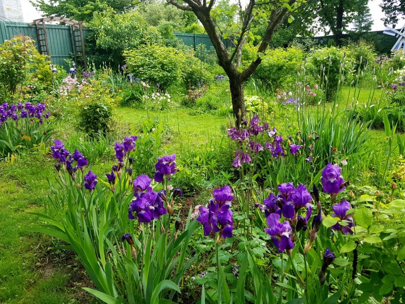  - 2019 Mai Idilic Garden