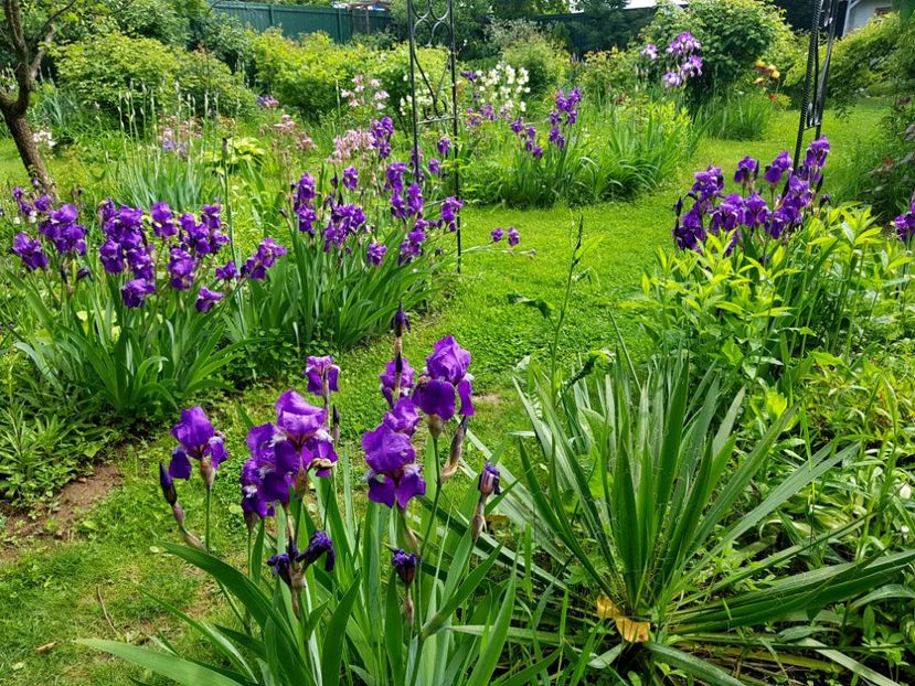  - 2019 Mai Idilic Garden