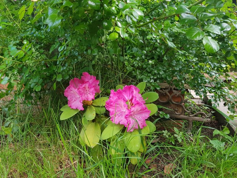  - 2018 Mai Gradina Rozelor