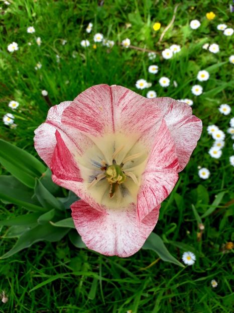  - AAAA_LALELE 2019_2020_2022_2023