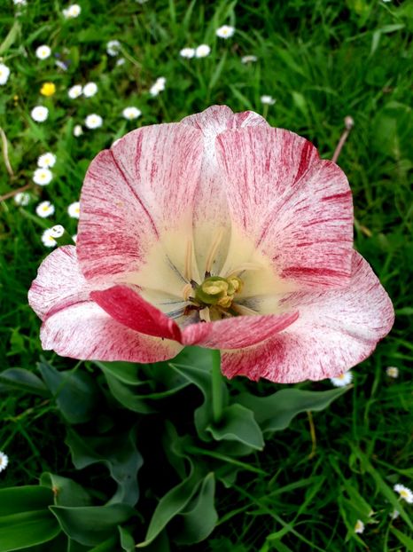  - AAAA_LALELE 2019_2020_2022_2023