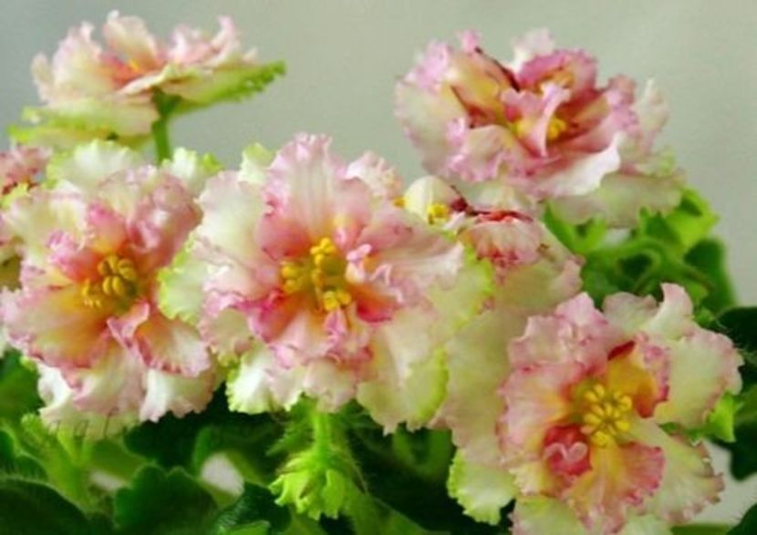 LE Zlato Skifov poza net - LE Zlato Skifov