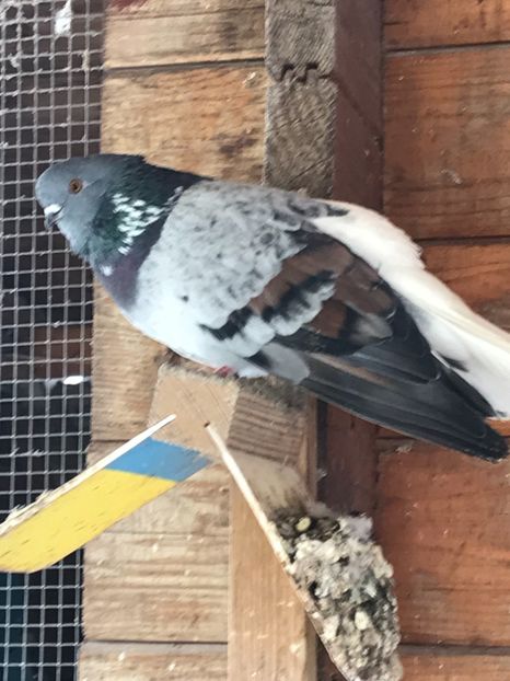 CADAEE71-CD42-4A65-95A3-E0427F92A24D - Vargati codalbi