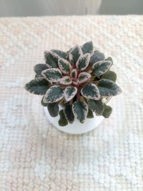 11 mai - Tinker Bells