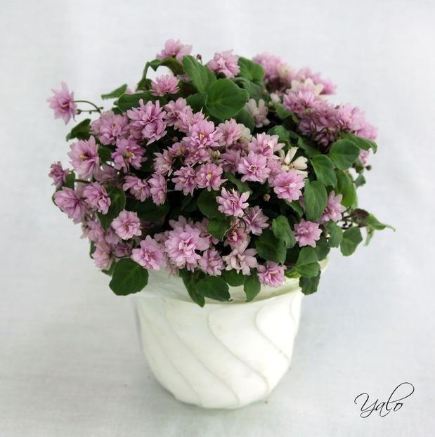 Trail Along poza net - Trail Along