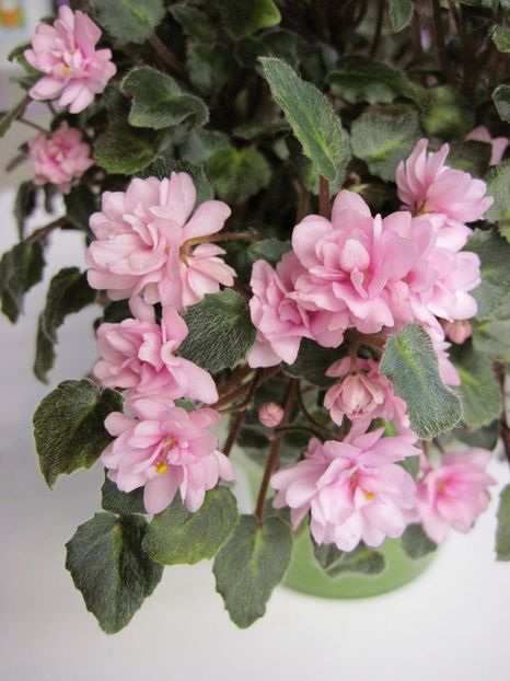 Trail Along   poza net - Trail Along