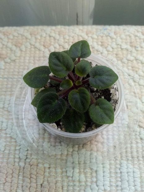 11 mai - ZZ Tiny Wood Trail