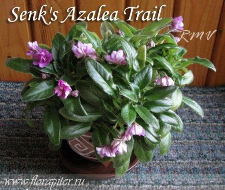 Senk s Azalea Trail poza net - Senk s Azalea Trail